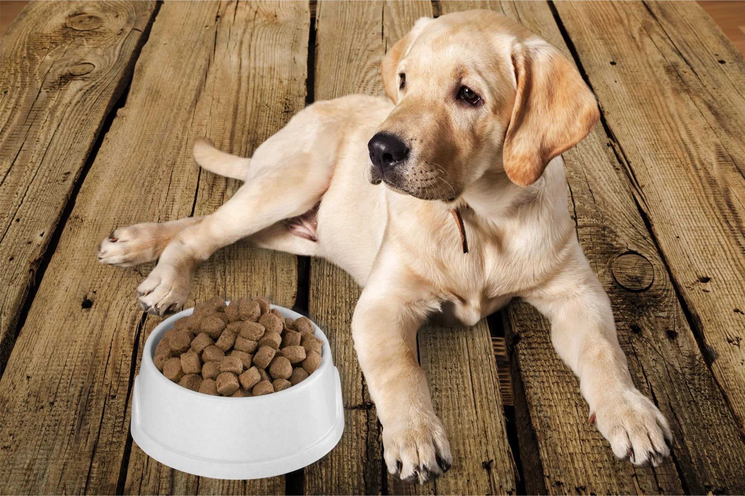 Wann und wie oft sollte ich meinen Hund füttern?